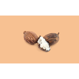 BeeslineLip-Care-Shea-ButterAvocado-Oil-lrmBL006